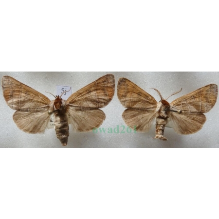 Clostera anastomosis (Linnaeus, 1758) pair Wzjeżka wieszczyca Czech5j